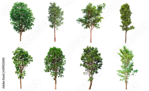tree collection  Beautiful large  Tropical tree Suitable for use in design  isolated on a white background