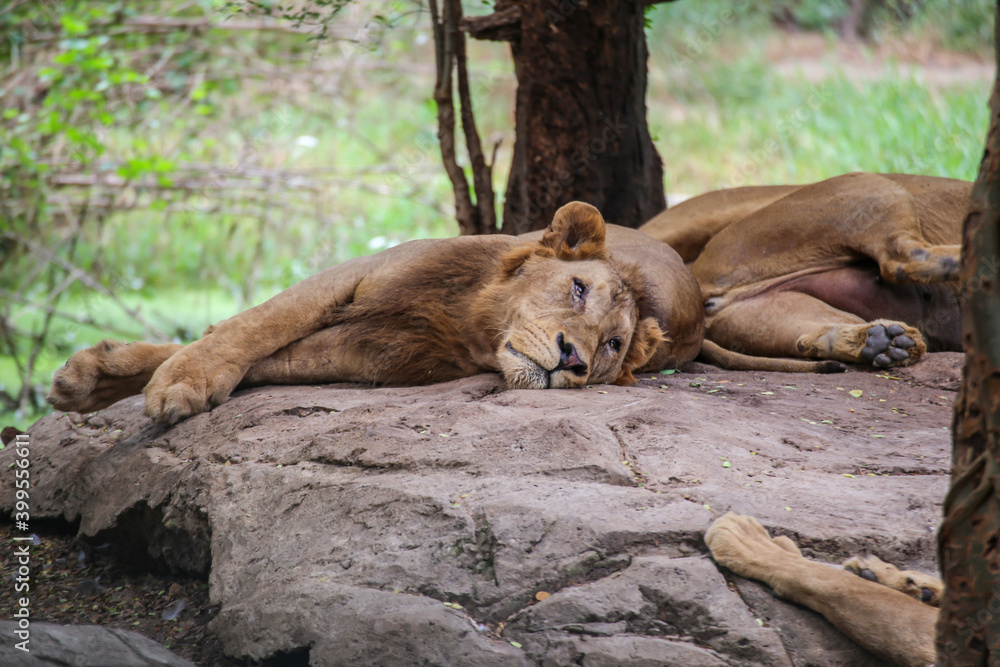 Lions lying on the ground in the forest. Lions lying on the ground in the forest.