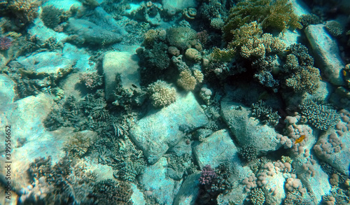 Limestone building blocks at the bottom of the Red Sea. Sharm El Sheikh  Egypt