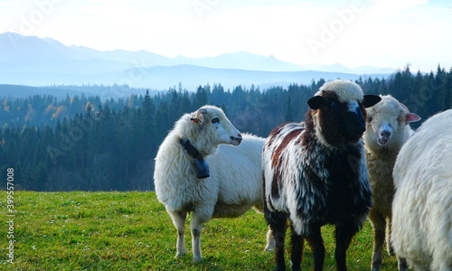 A herd of sheep in the mountains. Beautiful mountain landscape view. Farming outdoor. Flock of Staring Sheep. The Tatra Mountains, Zakopane, Poland. 