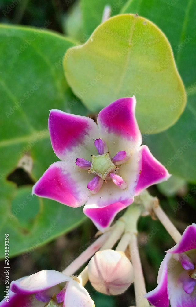 Obraz premium pink lotus flower