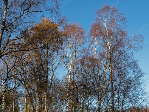 Fotografie, Obraz Stark silver birch trees with the last few winter leaves in sunlight at Skipwith