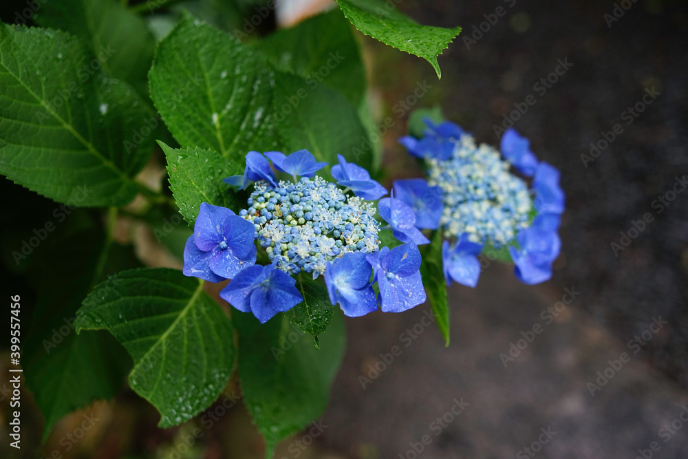 青いガクアジサイ