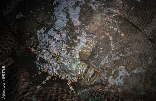 Lobster raised in the upper cot Koh Lon Rawai Phuket, Thailand © Chay