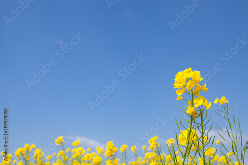 青空背景の菜の花