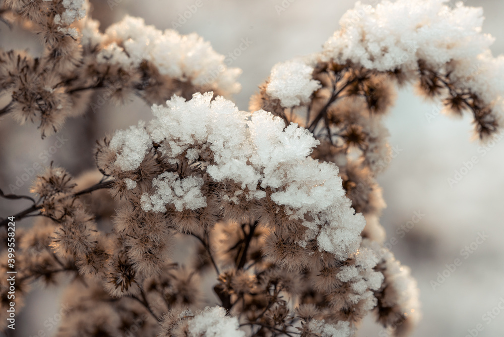 dry reeds under the snow winter dry reeds under the snow winter