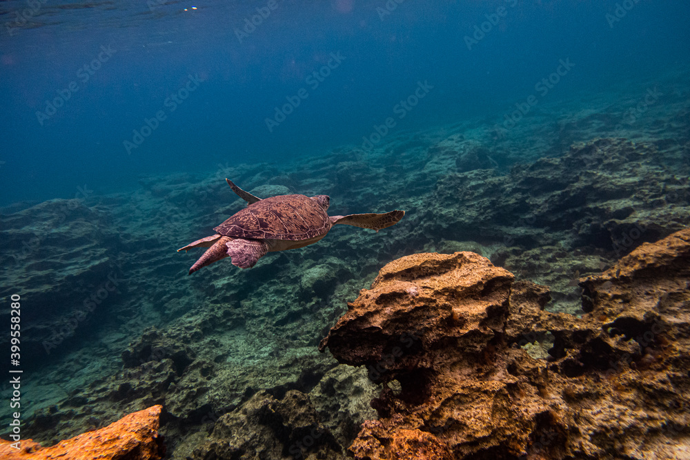 Fototapeta premium underwater world