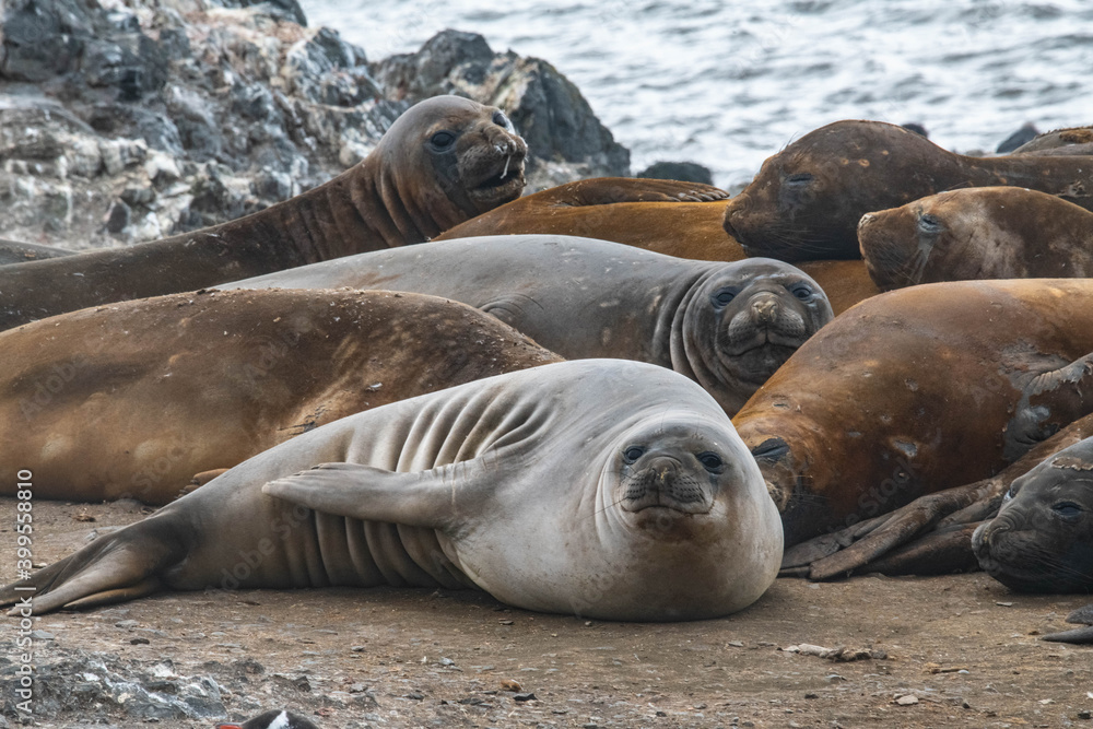 Fototapeta premium Elephant seal on the rookery
