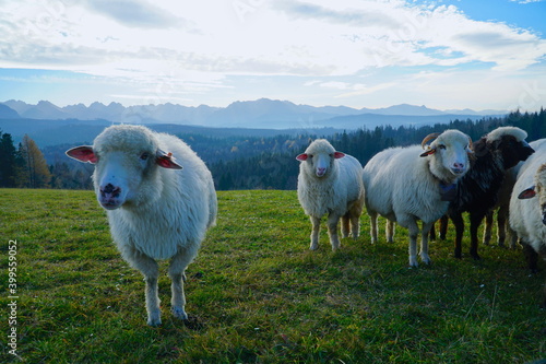 A herd of sheep in the mountains. Beautiful mountain landscape view. Farming outdoor. Flock of Staring Sheep. The Tatra Mountains, Zakopane, Poland. 