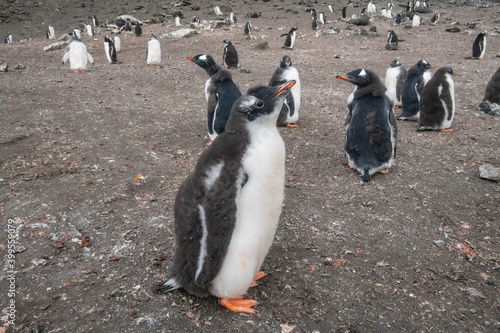 Penguin colony in Subantarctica photo