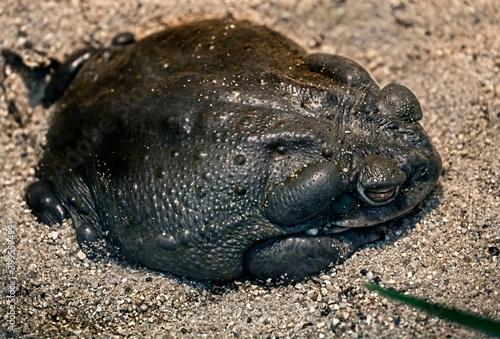 Colorado river toad also known as sonoran desert toad. Latin name - Bufo alvarius