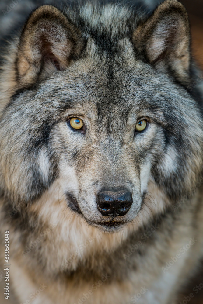 Wolf Portrait Wolf Portrait