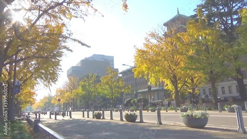 横浜の日本大通りの黄葉したイチョウ並木