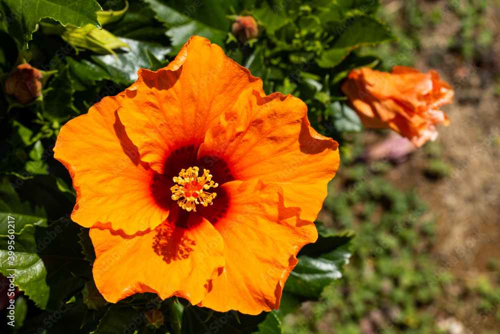 Orange flower with large petals and yellow pistil with pollen coming out of the bulb Orange flower with large petals and yellow pistil with pollen coming out of the bulb