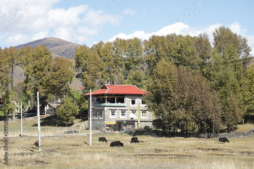 View of autumn scenery of Xinduqiao Town with Tibetan Style Houses and cattle eating grass in Kangding County, Sichuan Province, China.