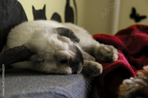 The domestic decorative rabbit of white gray color lies on the sofa bed in warmth and comfort.  Taking care of animals. © Viktoriia