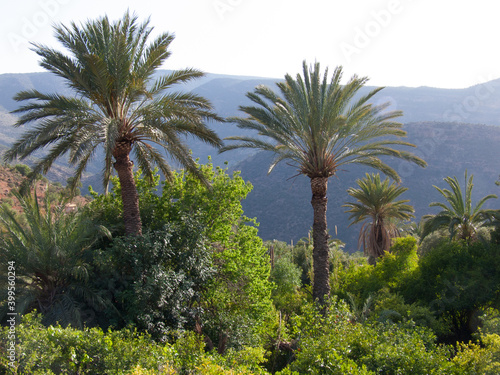 tiskji,immouzer,agadir,maroc photo