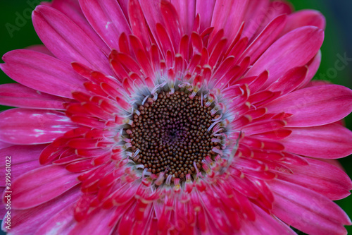 Close up of a pink gerbera flower. High quality photo