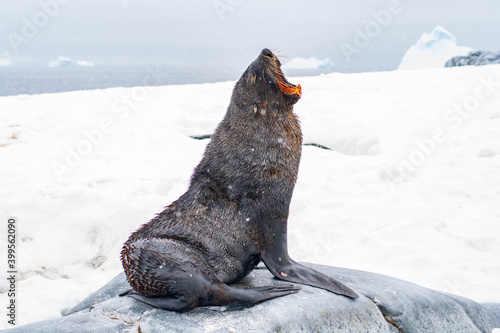 seal. on the ice