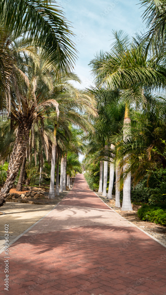 palm trees on the beach palm trees on the beach