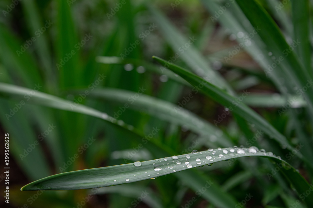 Green grass with drops of dew texture background. Natural background and wallpaper Green grass with drops of dew texture background. Natural background and wallpaper