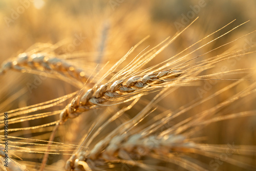 Agricultural field. Ripe ears of wheat on the background of the sunset. The concept of a rich harvest.