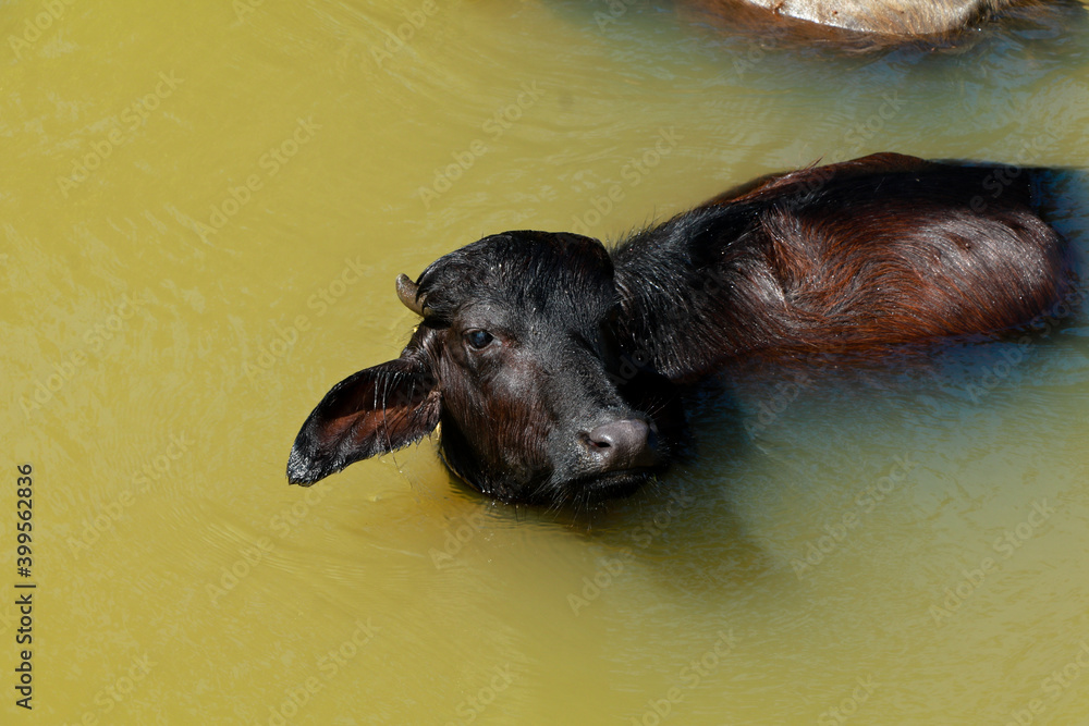 Buffalo bathing in a small stream in sun light Buffalo bathing in a small stream in sun light