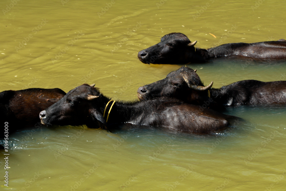 Buffalos bathing in a small stream in sun light Buffalos bathing in a small stream in sun light