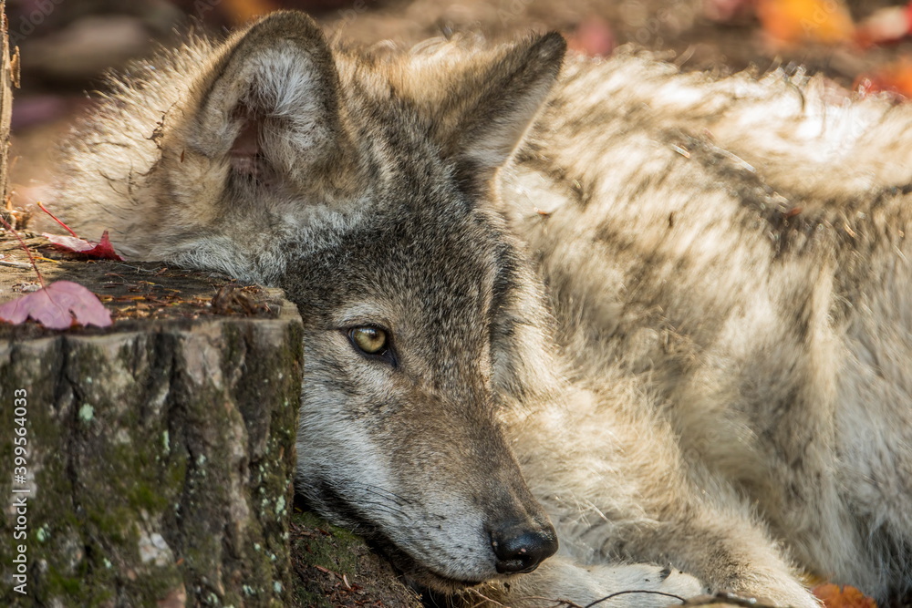 Obraz premium Young Gray Wolf