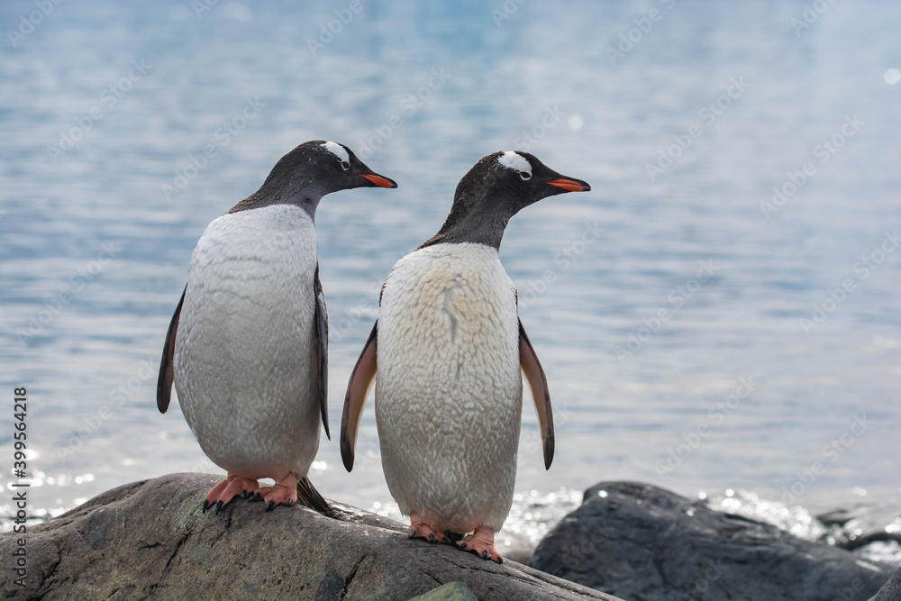 Obraz premium cute penguin