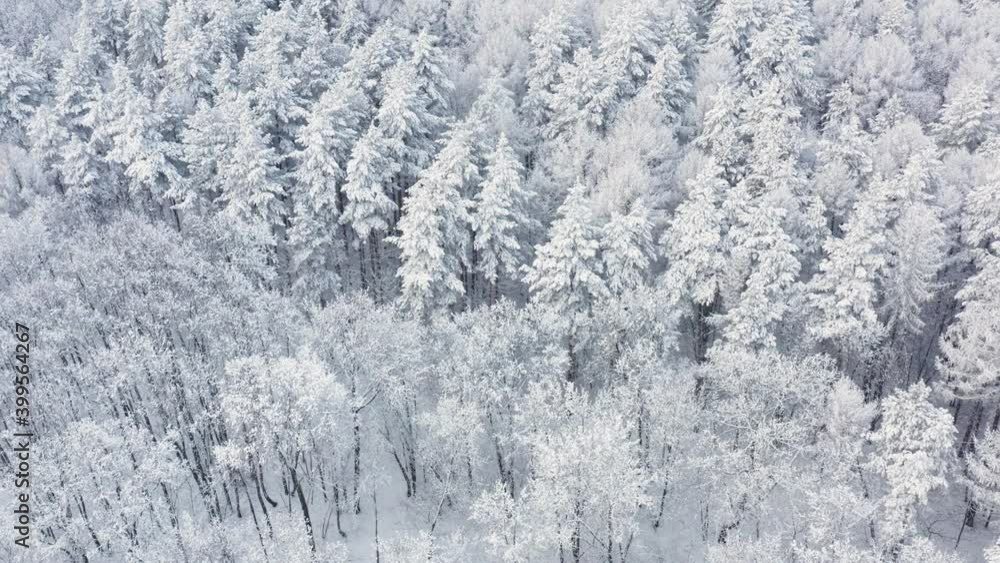 The mixed forest was covered with hoarfrost, winter cold came. Aerial view of snowy forest. High quality. The mixed forest was covered with hoarfrost, winter cold came. Aerial view of snowy forest. High quality.