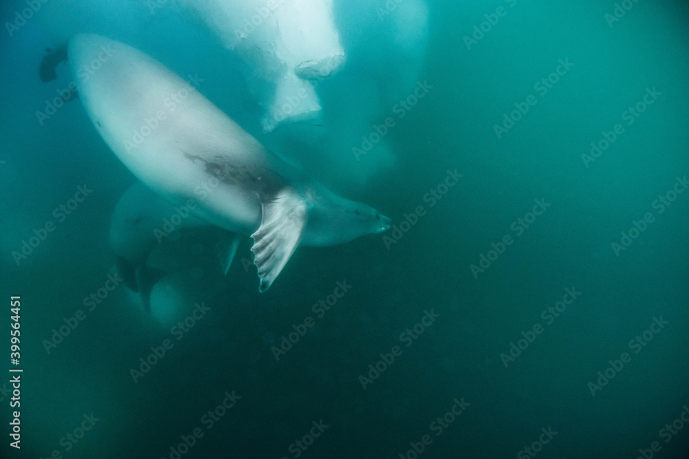 Obraz premium seal and iceberg underwater