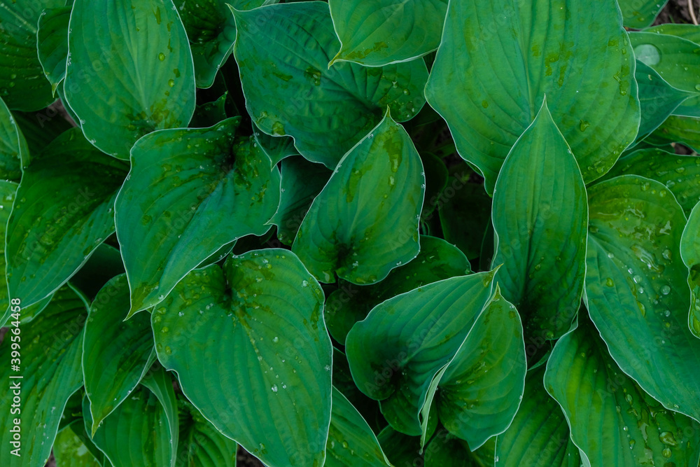 Obraz premium Hosta surface after rain. Fresh leaves background. Monochrome image. Copy space.