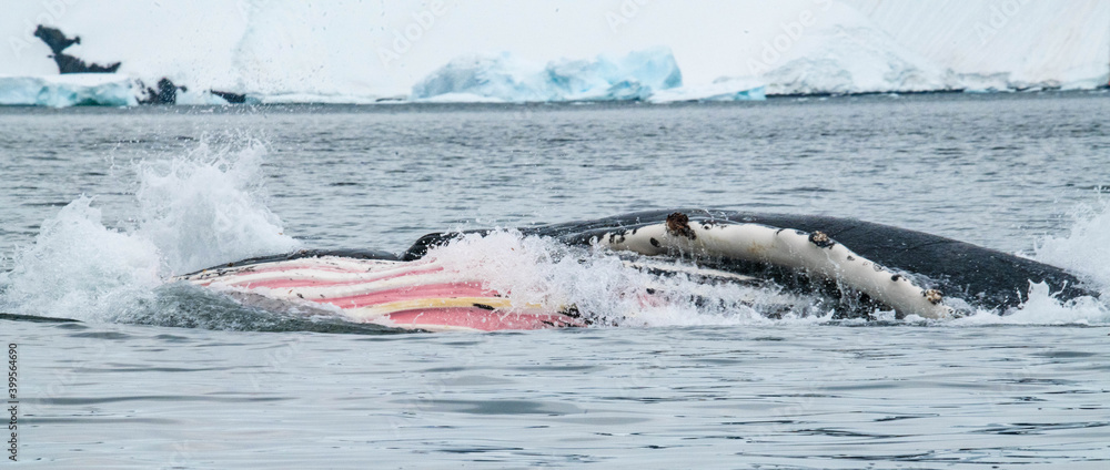 Fototapeta premium humpback whale hunt in Antarctica