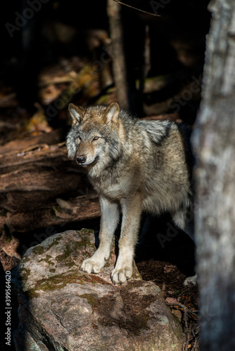 Timber Wolf Pup In The Forest