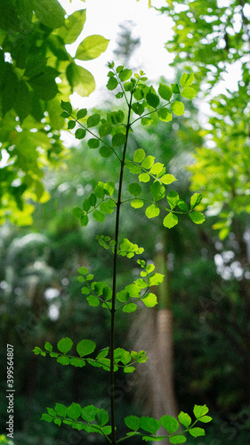 green leaves in the sun