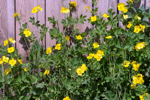 The medicinal plant Celandine (Latin Chelidonium) grows by a wooden fence on a sunny summer day.