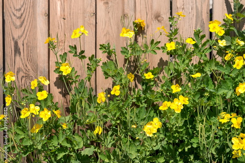 Medicinal plant Celandine (Latin Chelidonium) grows by a wooden fence on a sunny summer day.