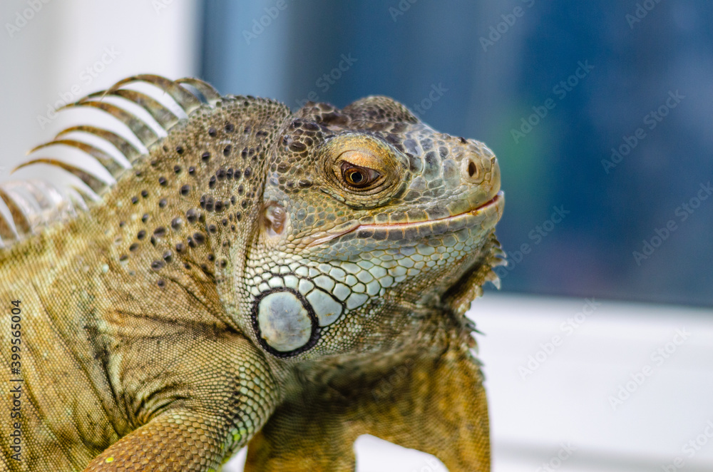 Fototapeta premium closeup view of the green iguana