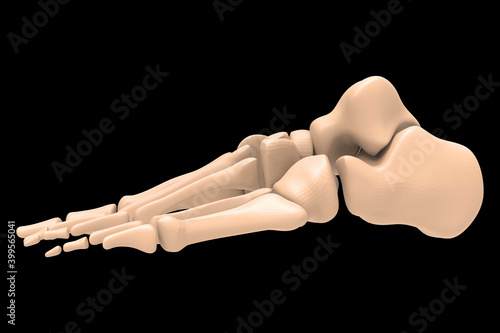 3d rendering human Foot bones 