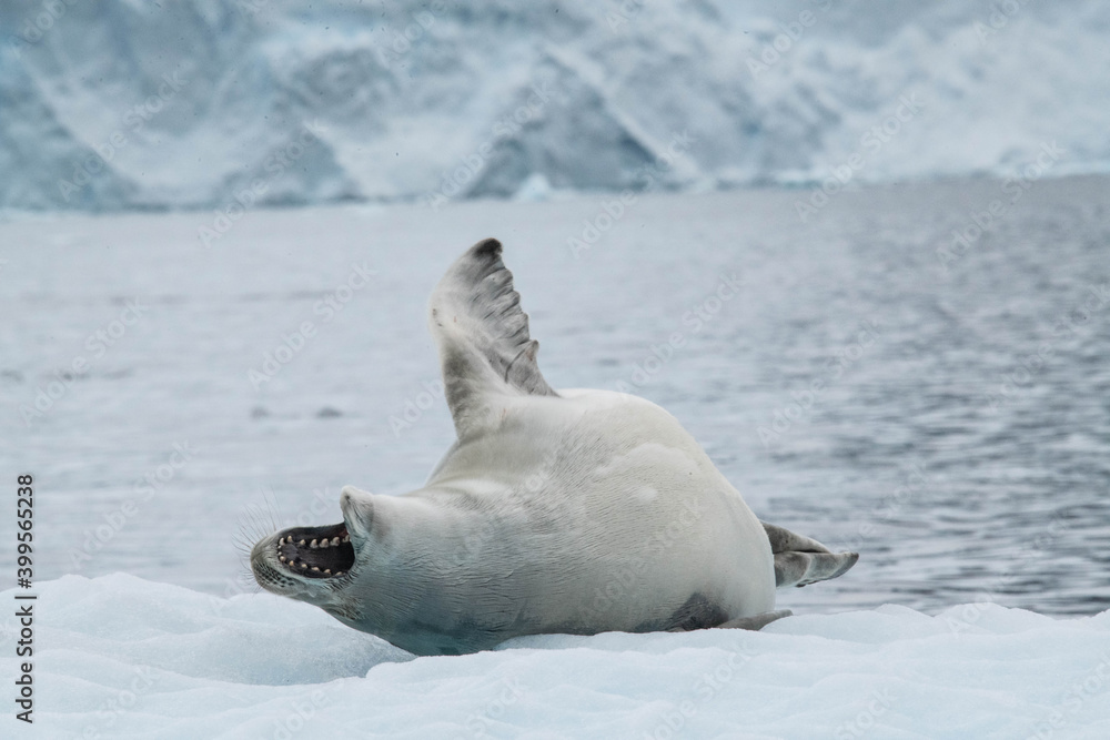 Fototapeta premium seal on the ice