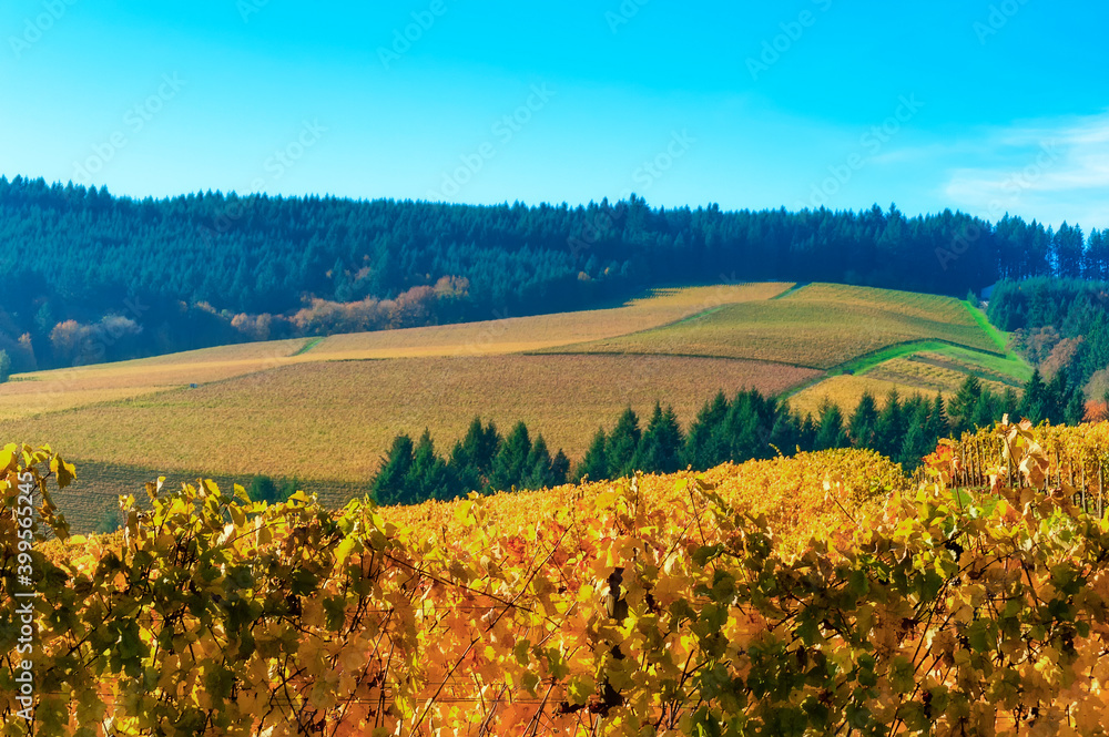 Dundee Hills Vineyards in Oregon