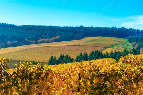 Dundee Hills Vineyards in Oregon