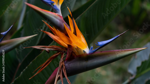 bird of paradise