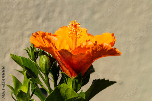 Orange flower with large petals and yellow pistil with pollen coming out of the bulb