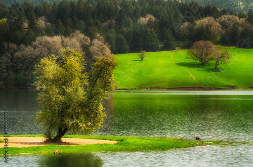 Quadro su tela Hagg Lake in Gaston Oregon