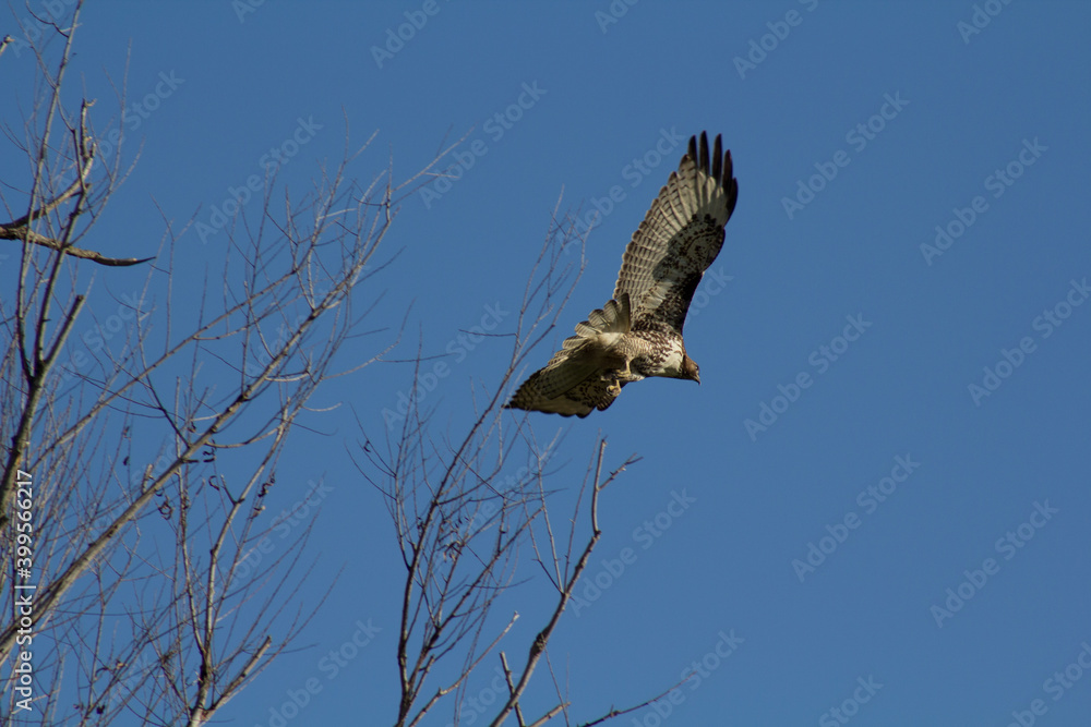 Fototapeta premium Hawk taking flight from tree