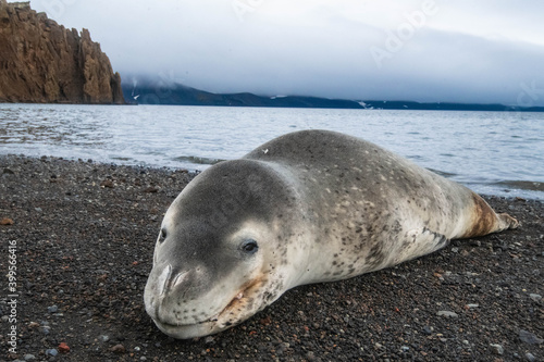 leopard seal