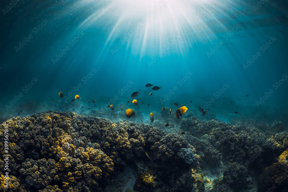 Fototapeta premium Underwater view with corals, tropical fish and sun rays in ocean