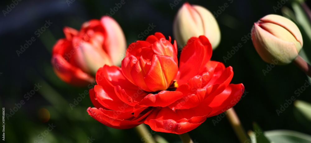 Against a dark background the bright terry red tulip reveals. Against a dark background the bright terry red tulip reveals.